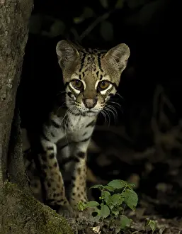 Tropical Forest Mammals Prints: Ocelot (Leopardus pardalus mitis)