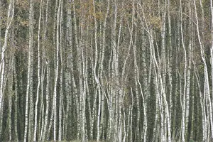 European Birch Forest Prints: Oderdelta, Oderdelta