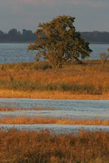 Wetland Landscape Europe Prints: Oderdelta, Oderdelta