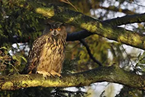 European Eagle Owl Prints: Oehoe, Eurasian Eagle Owl, Bubo bubo