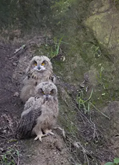 Eurasian Eagle Owl Prints: Oehoe, Eurasian Eagle-Owl, Bubo bubo