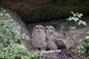 Oehoe, Eurasian Eagle-Owl, Bubo bubo