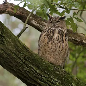 Europe Wildlife Prints: Oehoe, Eurasian Eagle Owl, Bubo bubo