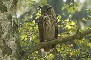 Eurasian Eagle Owl Prints: Oehoe, Eurasian Eagle Owl, Bubo bubo