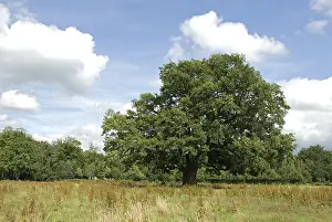Quercus Robur Images Prints: Old Oak, Oude Eik