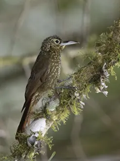 South America Fauna Prints: Olive-backed Woodcreeper (Xiphorhynchus triangularis triangularis)