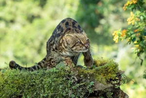 Central America Wildlife Images Prints: Oncilla, Leopardus tigrinus