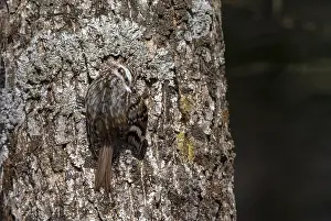 Hokkaido Wildlife Prints: Orientalis Eurasian Treecreeper, Certhia familiaris daurica