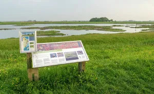 Dutch Nature Reserve Prints: Ottersaat