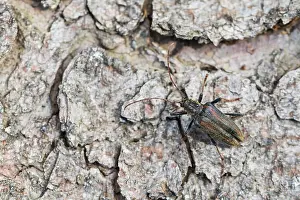 Oxymirus cursor