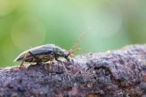 Framed Print : Oxymirus cursor Print, Schulterbock Beetle Imago Framed Print : Oxymirus cursor Print, Schulterbock Beetle Imago