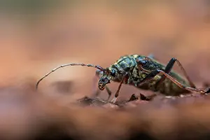 Framed Print : Oxymirus cursor Print - Schulterbock Beetle Image Framed Print : Oxymirus cursor Print - Schulterbock Beetle Image