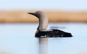 Adult Pacific Diver Summer Plumage Print Alaska