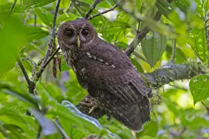 American Bird Species Prints: in Panama