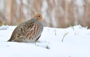 Dutch Wildlife Images Prints: Perdix perdix
