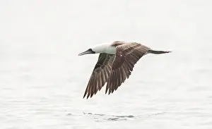 Bird In Flight Over Water Prints: Peruvian Booby, Sula variegata
