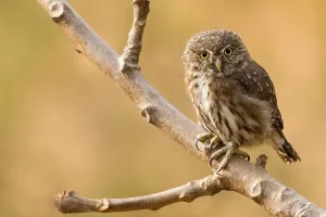 Birds Of The Tropics Prints: Peruvian Pygmy-Owl