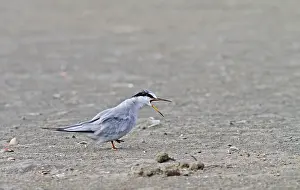 Peruvian Tern Print - Sternula lorata at Agami Beach