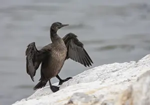 African Wild Animal Photography Prints: Phalacrocorax neglectus