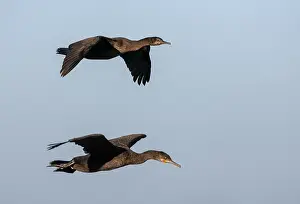 Blue Sky Bird Flight Prints: Phalacrocorax neglectus