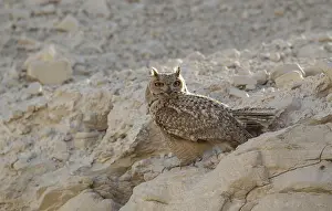 Asian Wildlife Prints: Pharao Eagle-Owl, Bubo ascalaphus