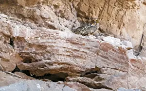 Framed Print : Print of Pharaoh Eagle-Owl perched on a desert cliff in Egypt Framed Print : Print of Pharaoh Eagle-Owl perched on a desert cliff in Egypt