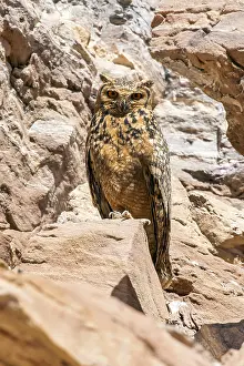 Desert Bird Species Prints: Pharaoh Eagle-Owl, Woestijnoehoe, Bubo ascalaphus ascalaphus