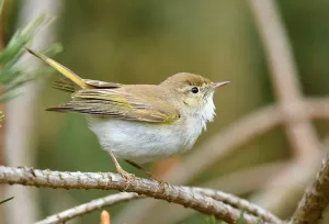 Netherlands Bird Photography Prints: Phylloscopus bonelli