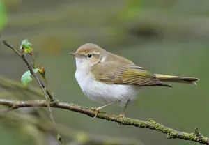 Phylloscopus bonelli