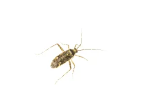 Phytocoris dimidiatus Print from Agami