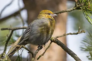 Finnish Wildlife Photos Prints: Pine Grosbeak