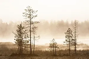Finland Landscape Photography Prints: Pine trees in taiga fores