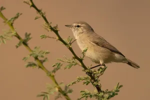 Plain Leaf Warbler in Oman