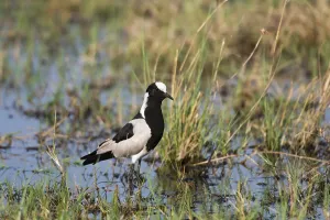 Vanellus Armatus Prints: Portrait of a blacksmith lapwing