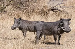 African Savanna Animals Prints: Portrait of a pair of warthogs