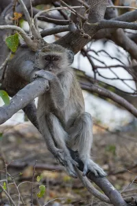 Botswana Wildlife Images Prints: Portrait of a vervet monkey, Cercopithecus aethiops