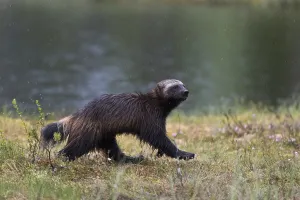 Finland Wildlife Images Prints: Portrait of a wolverine, Gulo gulo