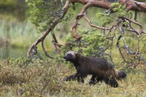 Finnish Wildlife Images Prints: Portrait of a wolverine, Gulo gulo