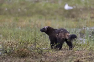 Finnish Wildlife Images Prints: Portrait of a wolverine, Gulo gulo