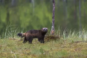 Finland Wildlife Photography Prints: Portrait of a wolverine, Gulo gulo