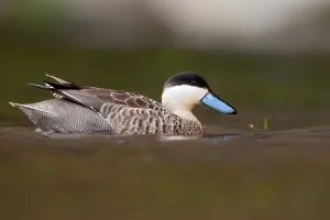 Peru Bird Species Prints: Puna Teal