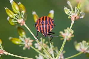 Graphosoma Lineatum Prints: Pyjamawants, Striped Shield Bug, Graphosoma lineatum