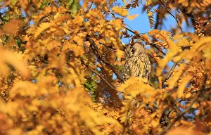 Long Eared Owl Prints: Ransuil