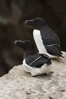Birds In Europe Prints: Razorbill