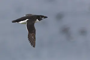 Birds Flying Over Water Prints: Razorbill