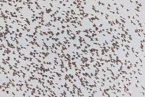 Red-billed Quelea, Quelea quelea