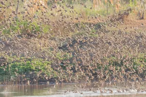 Red-billed Quelea Print: Tanzania Flock
