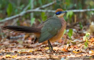 Cuculidae Family Birds Prints: Red-capped Coua, Coua ruficeps
