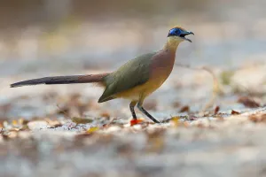 Cuculidae Family Birds Prints: Red-capped Coua, Coua ruficeps