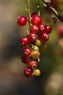 Close Up Red Berries Prints: Red currant; Ribes rubrum